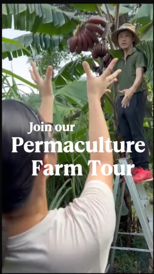 After a year growing in deep compost-infused soil, the edible garden is really taking shape now! All power-pollinated by our bees , which we will feature in another video 😁
We also harvest Sugarcane as part of our Salad & Sugarcane programme. DM us to find out more at the only true farmstay in Singapore!
