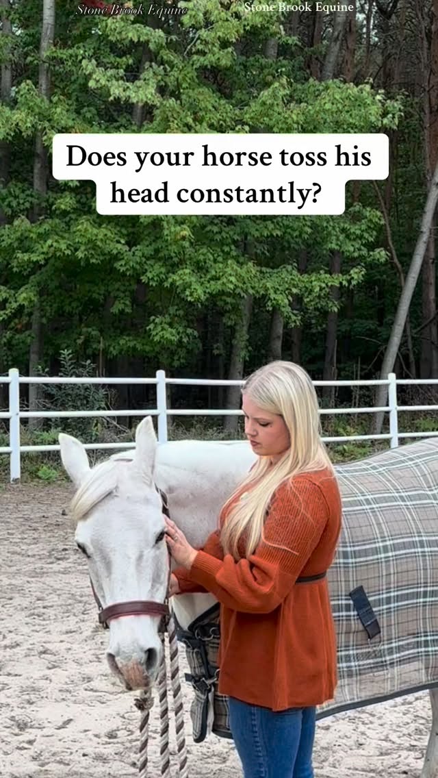 A head toss isn’t just a quirky habit, it’s often your horse trying to communicate discomfort. Here are the most common causes that deserve your attention:
✨ Dental or Mouth Issues:
Horses’ teeth continuously wear down, and sharp points, uneven wear, or gum pain can make even the gentlest bit feel like a knife. Regular dental care is essential. An uncomfortable mouth can lead to resistance, tension, and even long-term behavior problems.
✨ Tack Problems:
A poorly fitted bridle, harsh bit, or tight noseband can create pressure points that your horse can’t ignore. Even subtle misalignment in your tack can cause chronic discomfort, leading to repeated head tossing.
✨ Neck, Back, or Joint Pain:
Tension or injury in the neck, poll, or spine is often overlooked. Pain in these areas can manifest as head tossing, stiffness, or short strides. Your horse may be asking for relief in the only way it knows how.
💡 Pro Tip: Observing your horse closely, checking tack fit, and maintaining regular dental and veterinary care can go a long way in keeping them comfortable and happy.
Want to go deeper? Learning massage and acupressure for horses can help you release tension, support dental comfort, and improve overall mobility. At my Equine Wellness Academy, we teach hands-on techniques so you can respond to your horse’s signals safely and effectively.
🐴 Give your horse the comfort they deserve—start your journey at Stone Brook Academy today!
🌿 Follow for more horse care tips
#equestrian #ranchlife #farmlife #holistichealth #healer