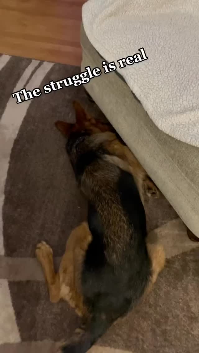 #lostball #dogs #dogsofinstagram #gsd #germanshepherd #gsdofinstagram #gsdlife #gsdrules #dogtoys