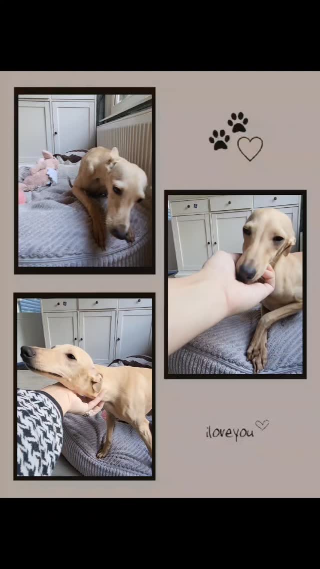 🥰Cappuccino
Eros La Storia Del Vento
#italiangreyhound