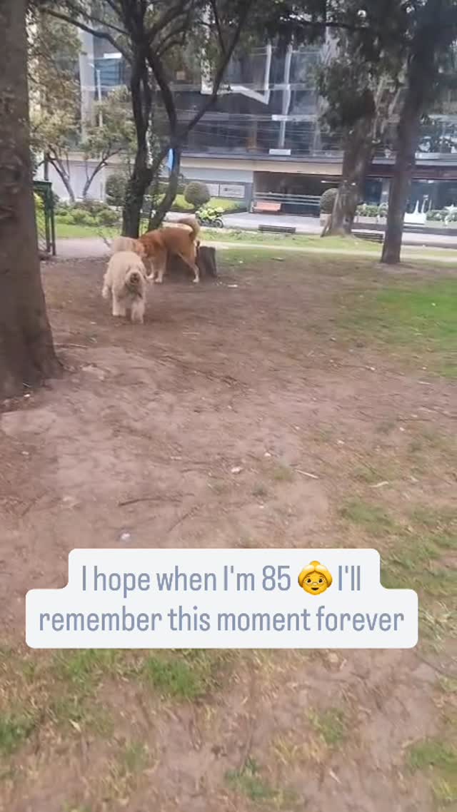 That moment when your best friend spots you 🥹💛
Dogs don’t fake emotions. When they’re happy, the whole world knows it, wiggly bodies, clumsy paws, and all.
Tag someone who deserves to be greeted like this today!
#DogLove #HappyDog#FluffyFriend #dogsmakesushappy