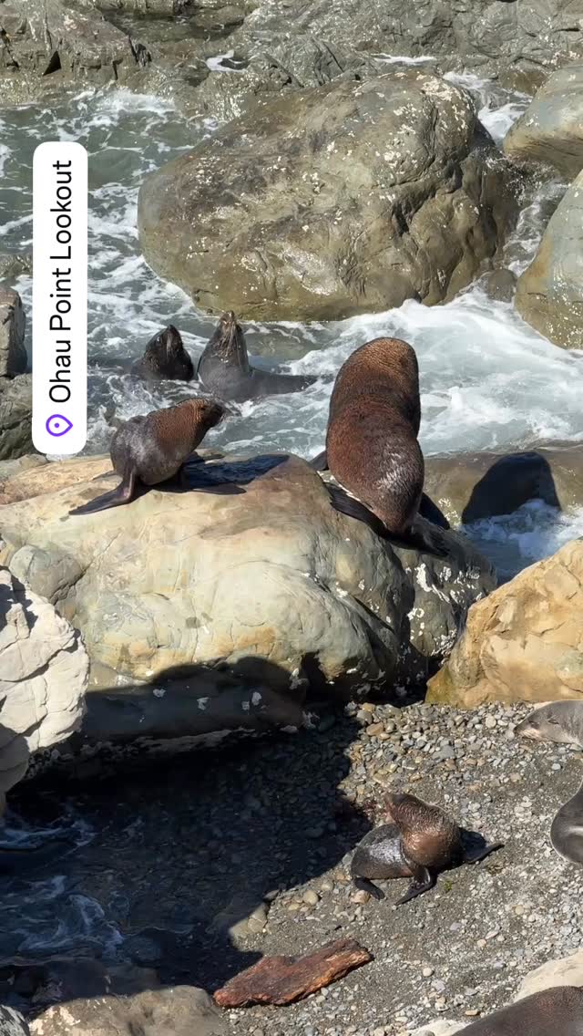 A few seals for your viewing pleasure….
