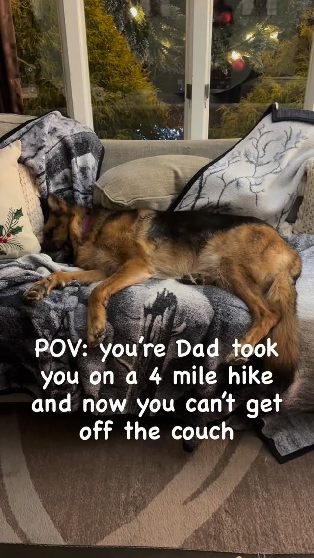 #silentnight #gsd #germanshepherdofinstagram #germanshepherd #dogs #sleepydogs #dogsofinstagram #gsdofinstagram #gsdlife #gsdlove #gsdrules