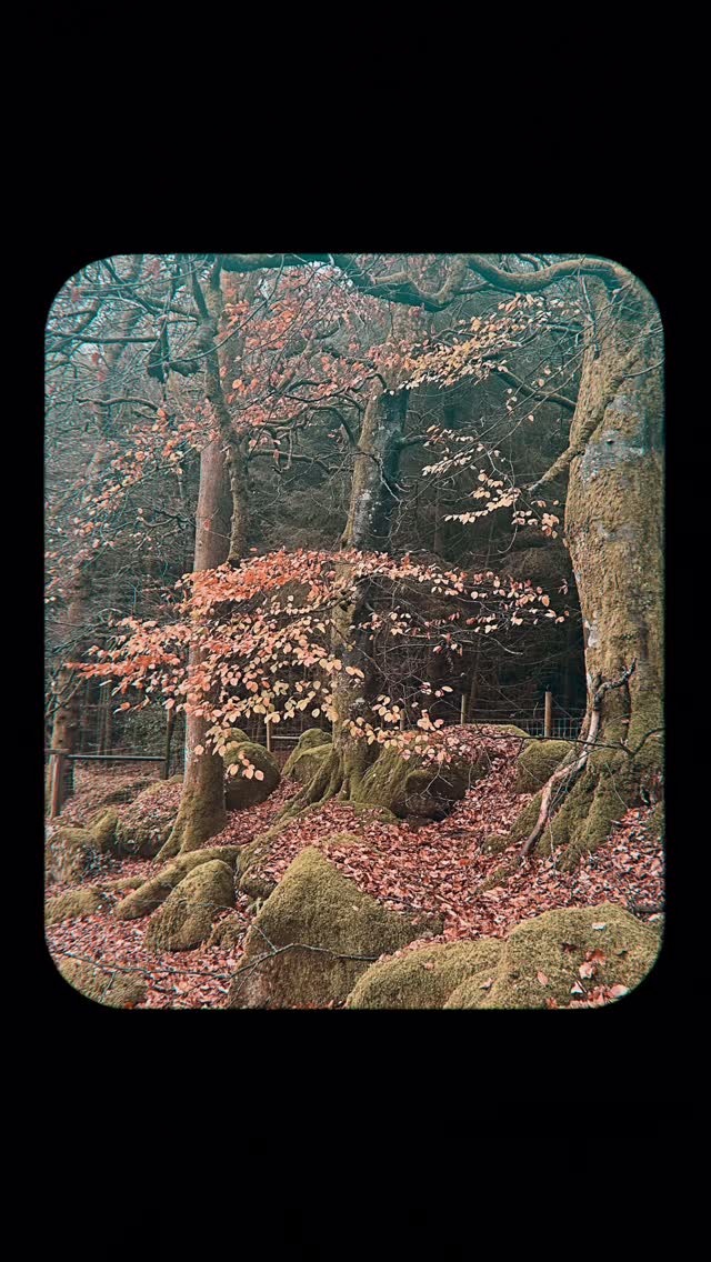 Stunning wedding today in @thewicklowescape, rustic romance at its best! Lovely to work with @celebrantbarbararyan for the second time this week and greet to meet the talented @olwyn_theweddingartist 🫶🤩
#irishweddingsinger #weddingsinger #irishweddingmusic #weddingceremonymusic #ceremonysingerireland #musicforweddings #ceremonymusic #weddingmusician #wicklowweddings #wicklowweddingsinger