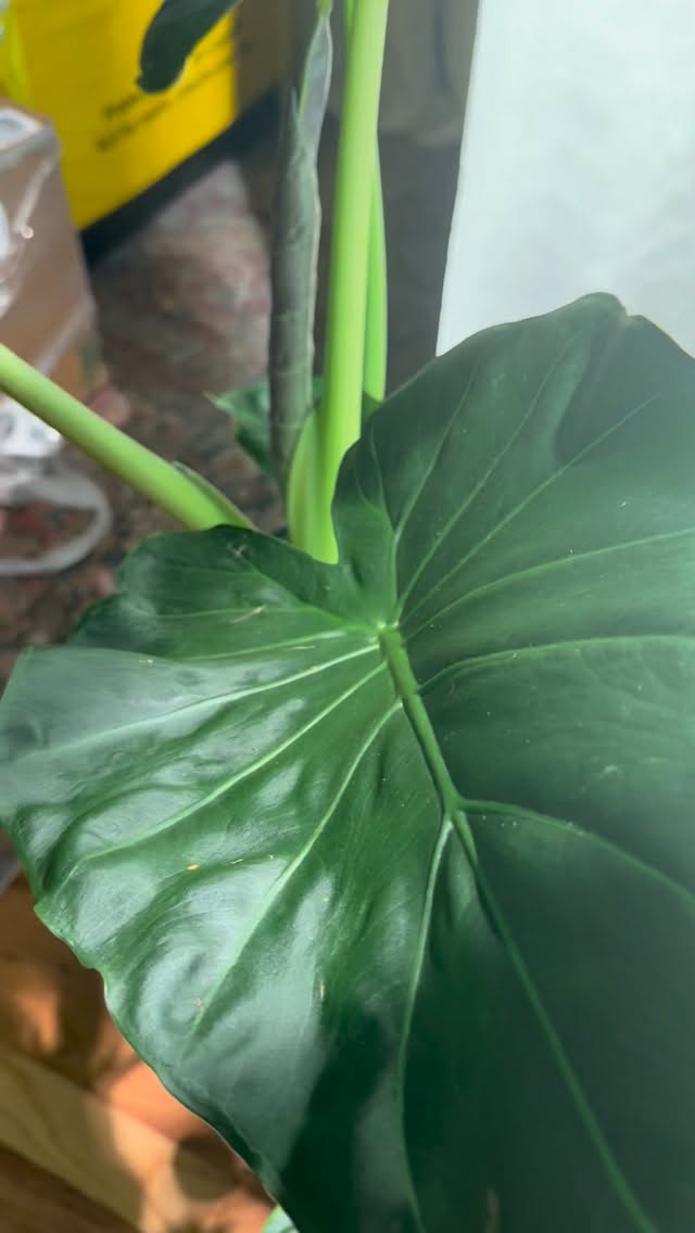 It’s been a while since I last posted my Gardyn exactly 60 days ago and this is the result. This is the best investment I’ve made in my business. An in home garden with no soil, no bugs, no sunlight, no seasons changing and best of all NO GREEN THUMB REQUIRED! Copy my link or go to my link in bio. Growing your veggies right in a corner of you home is a game changer. My Gardyn link: https://www.grhd93jd.com/8XC961M/9B9DM/