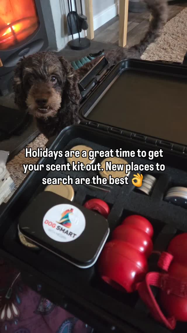Jacob was delighted to get to search a new area 😁
#scentwork #nosework #scentdetection #petdog #giveyourdogajob #scentsports #cockapoo #dogtrainer #dogtraining #dogsports #dogsarelife