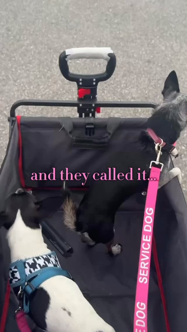 Nothing like going for a stroller ride with your girl ❤️#rescuedogs Join us at DOGAROOO — the Ultimate Dog Convention! 🐾🐕🐩
Mark your calendars 🗓️ March 6–7, 2027 at the @pasadena_conventioncenter in Pasadena, CA! This is the can’t-miss event for dog lovers everywhere. 🐶✨
Here’s what you & your pup can look forward to:
✨ Vendors & Sponsors with treats, toys, food & must-have products
🎓 Meet & learn from some of the world’s top dog trainers
🏡 On-site adoption area in partnership with local shelters ❤️
👑 Dog costume contest + “Best in Show” competition
🌳 Dog park, pet games, dog art, fashion and fun for the whole family
Our mission at Dogarooo Convention is simple: create the ultimate experience for dog owners while helping pups across California find their forever homes. 🐾
🐕💼 Interested in sponsoring or booking a booth? Email us through the link in our bio today!
📍 Pasadena Convention Center
📅 March 6–7, 2027
#Dogarooo #DogConvention #pasadenadogs #DogParents #DogsOfInstagram #amazonpets #amazondogs #convention #conventions #rescuedogsofinstagram #dogevent #dogreels #doginfluencer #doginfluencers #doginfluencersofinstagram #dogtoysofinstagram #petexpo #funnydogvideos #dogtraining #dogtrainers #funnydog #losangelesdogs #cutedog #doginfluencersofinstagram #funnydogreels #funnydog #funnydog #dogmeme #dogs #funnydogmemes #chihuahuas
