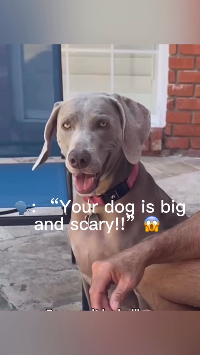 They don't know our dogs like we do🤣Join us at DOGAROOO — the Ultimate Dog Convention! 🐾🐕🐩
Mark your calendars 🗓️ March 6–7, 2027 at the @pasadena_conventioncenter in Pasadena, CA! This is the can’t-miss event for dog lovers everywhere. 🐶✨
Here’s what you & your pup can look forward to:
✨ Vendors & Sponsors with treats, toys, food & must-have products
🎓 Meet & learn from some of the world’s top dog trainers
🏡 On-site adoption area in partnership with local shelters ❤️
👑 Dog costume contest + “Best in Show” competition
🌳 Dog park, pet games, dog art, fashion and fun for the whole family
Our mission at Dogarooo Convention is simple: create the ultimate experience for dog owners while helping pups across California find their forever homes. 🐾
🐕💼 Interested in sponsoring or booking a booth? Email us through the link in our bio today!
📍 Pasadena Convention Center
📅 March 6–7, 2027
#Dogarooo #DogConvention #pasadenadogs #DogParents #DogsOfInstagram #amazonpets #amazondogs #convention #conventions #rescuedogsofinstagram #dogevent #dogreels #doginfluencer #doginfluencers #doginfluencersofinstagram #dogtoysofinstagram #petexpo #funnydogvideos #dogtraining #dogtrainers #dogtreat #funnydogs #funnydog #losangelesdogs #weimmoments #doginfluencersofinstagram #funnydogreels #weimaraners #weimaraner #weimsofinstagram #weimaddict #weimaraner