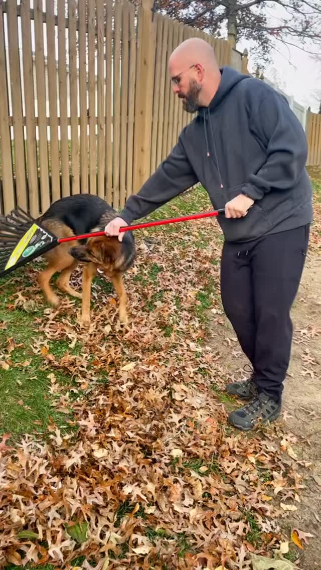 So helpful #rakingleaves #gsd #germanshepherddog #gsdofinstagram #dogsofinstagram #gsdlife #gsdlove #gsdnation