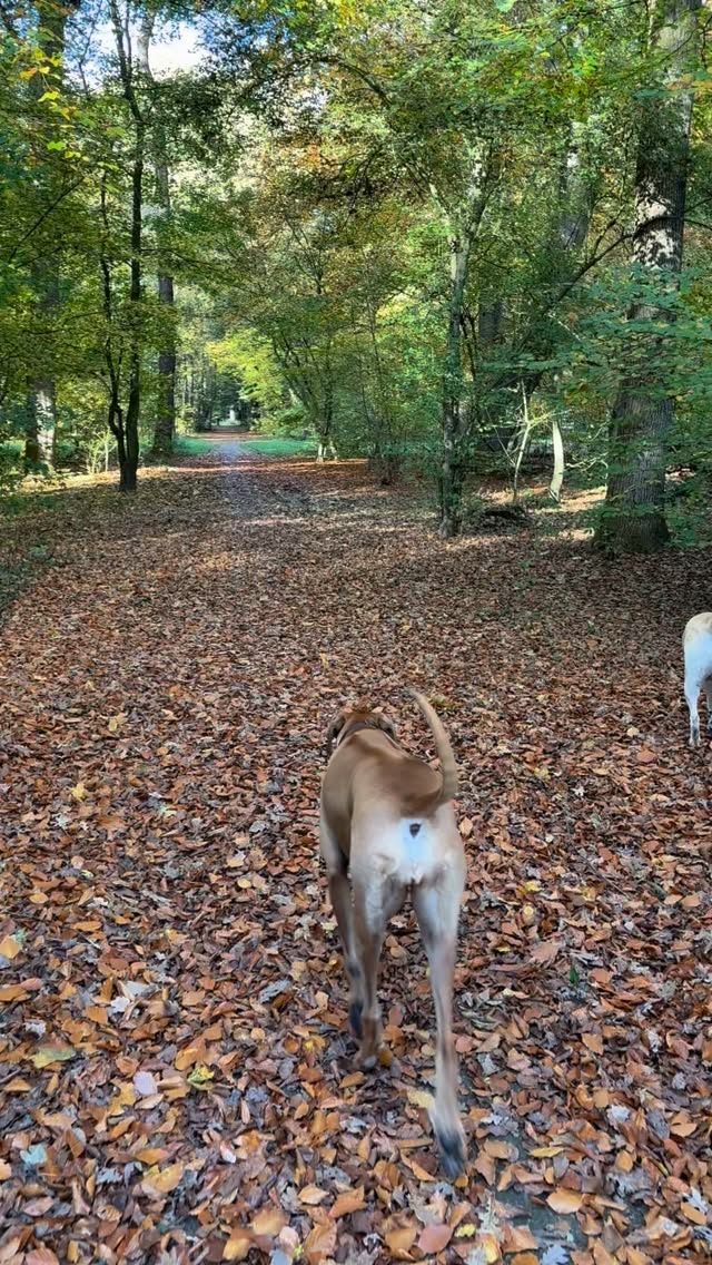 Gewoon lekker op ons gemakjeโฆ in het herfstbosโฆ met een voorjaars zonnetje !๐