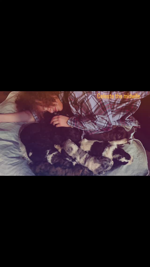 #puppies #sanders_saint_berdoodle