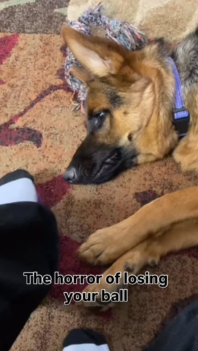 #gsd #germanshepherd #ball #dogs #dogsofinstagram #gsdofinstagram #sillypup #playfulpup #playtime #nighttimeantics