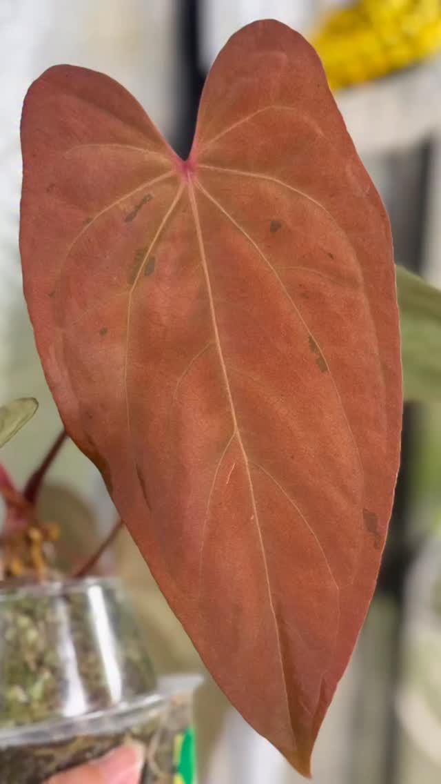 “We have enough” - Said Noone ever when it comes to pretty emergent colors. 😍
This Papi x RVDP stops me in my track everytime I visit the grow tent.
Happy Friday you all!
#plantsmakepeoplehappy #anthuriumpapixrvdp #variegatedanthurium #fallcolorplants #anthuriumaddicts #plantsarefriends #plantdayeveryday
