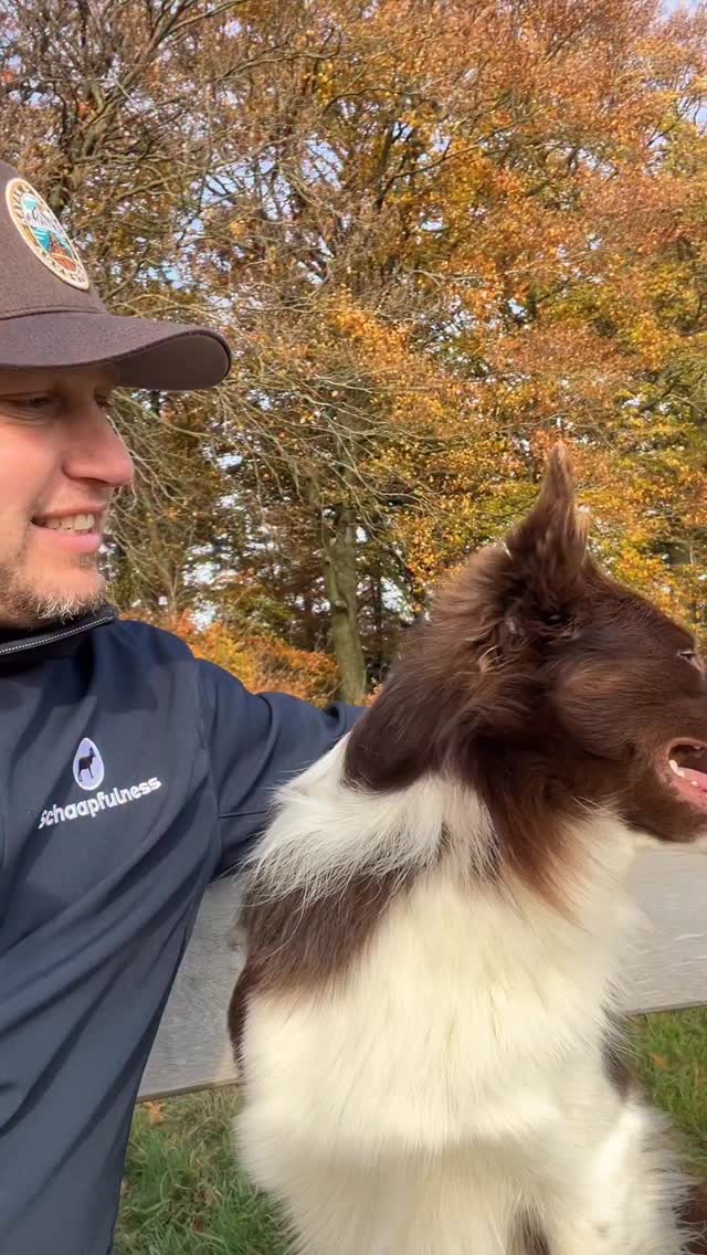 Ik zal je eerlijk zeggen. We hebben het best even moeilijk gehad na het overlijden van mats ❤️🩹. Maar het leven gaat door als een trein die niet te stoppen is en in mijn werk heb ik echt behoefte aan een extra hond. Na lang, lang, lang zoeken (door heel Europa) kwam plotseling deze prachtige bruine border collie genaamd Benjamin op ons pad. Hij is vier jaar oud en zeer getalenteerd bij de schapen. Hij komt uit Duitsland. Sinds een aantal weken woont hij nu bij ons en hij is werkelijk mijn nieuwe beste vriend, collega en volwaardig lid van ons gezinnetje. Ik ben oneindig dankbaar dat hij in ons leven is en hoop nog veel mooie momenten met hem samen te mogen beleven. Ik vind het zo knap hoe hij zich aanpast aan zijn nieuwe bestaan. In de auto, met mij meewerken bij Schaapfulness, leven met Lily en in ons huis. Hij doet het allemaal voorbeeldig. Dank je wel Ben je bent de liefste. ❤️🐾