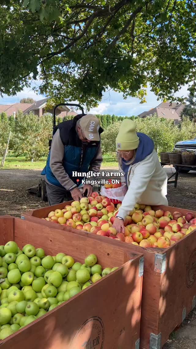 Thereโs something special about discovering where your food truly comes from, especially when itโs grown with as much care and intention as it is at @hunglerfarm
My childhood friend Lauren, who I went to elementary school with, grew up here. Her family has been tending these trees for over forty years. Building a legacy rooted in passion, patience, and the simple beauty of growing good food.
Today, Lauren and her sister are helping move that legacy forward. Together with their parents, they care for the orchard, harvest each crop by hand, and sell everything directly at their farm stand, keeping the connection between grower and guest beautifully close.
And while the history is meaningful, whatโs happening now is just as exciting. The new generation is bringing in unique, flavour-forward โbougieโ apple varieties. The kind of apples that make you stop mid-bite and say waitโฆ ๐ธ๐ฉ๐บ ๐ฅ๐ฐ๐ฆ๐ด ๐ต๐ฉ๐ช๐ด ๐ต๐ข๐ด๐ต๐ฆ ๐ด๐ฐ ๐จ๐ฐ๐ฐ๐ฅ?
Some of their standout varieties include:
๐ Golden Gala
๐ Ambrosia
๐ Wild Pink Barnsby
๐ Mutsu
๐ Crimson Crisp
๐ Northern Spy
But the best part?
๐ ๐ฐ๐ถ ๐ค๐ข๐ฏ ๐ต๐ข๐ด๐ต๐ฆ ๐ต๐ฉ๐ฆ๐ฎ ๐ฐ๐ฏ-๐ด๐ช๐ต๐ฆ.
The Hungler family wants you to try different varieties, to compare, to taste, to discover the apple you didnโt know you needed.
With over fifteen varieties of apples, plus peaches, pears, and Italian plums, Hungler Farms is more than a place to pick up produce, itโs a space to learn, to experience flavour in a new way, and to witness a family tradition being lovingly passed down.
As their season winds down, they still have a few different apple varieties available at the stand.
Stop by and pick-up your next bag of apples before the fall season is over.
#kingsvillefoodie #kingsvilleeats #hunglerfarms #mykingsville #kingsvillebia #tourismkingsville #tasteofkingsville #discoverkingsville
