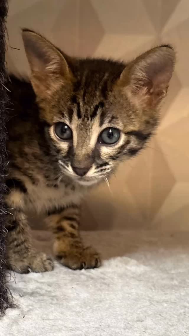 Beautiful Haze ❤️
👀 🏡#savannahcat #savannahcatsofinstagram #savannahcatlife #savannahcatlover #savannahcattery #savannahkitten #savannahkittens #savannahkittensofinstagram #kittensofinstagram #kittensoftheworld #savannahkittensofinstagram