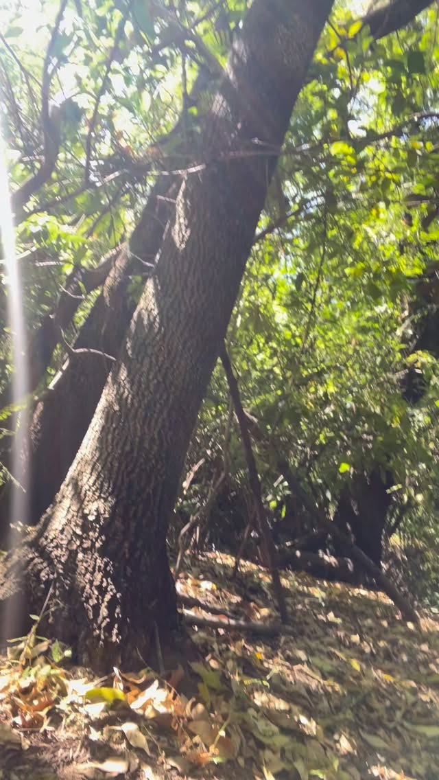 There’s something sacred about reconnecting with nature — not only the one outside, with its mountains, trees, and rivers, but also the one within us.
Every time I step into nature, I feel parts of me coming home. The wind reminds me to let go. The sunlight reminds me to open. The stillness reminds me that everything I seek is already here.
My deepest hope is to keep this feeling alive — to carry this quiet wisdom in my mind and heart for a long time, allowing it to guide my steps, my work, and my way of being.
Because every leaf, every wave, every breath of wind whispers the same truth:
when we reconnect with nature, we remember who we are.
May this connection keep inspiring me — and you — to live more gently, more consciously, and more alive.
—————————————————
Versão em Português
Há algo de sagrado em se reconectar com a natureza — não apenas a de fora, com suas montanhas, árvores e rios, mas também a natureza que vive dentro de nós.
Cada vez que caminho na natureza, sinto partes de mim voltando para casa. O vento me lembra de deixar ir. A luz do sol me lembra de abrir. O silêncio me lembra que tudo o que busco já está aqui.
Meu maior desejo é manter esse sentimento vivo — guardar essa sabedoria tranquila na mente e no coração por muito tempo, deixando que ela guie meus passos, meu trabalho e minha forma de estar no mundo.
Porque cada folha, cada onda, cada sopro de vento sussurra a mesma verdade:
quando nos reconectamos com a natureza, lembramos quem somos.
Que essa conexão continue me inspirando — e inspire você também — a viver com mais leveza, mais presença e mais vida.