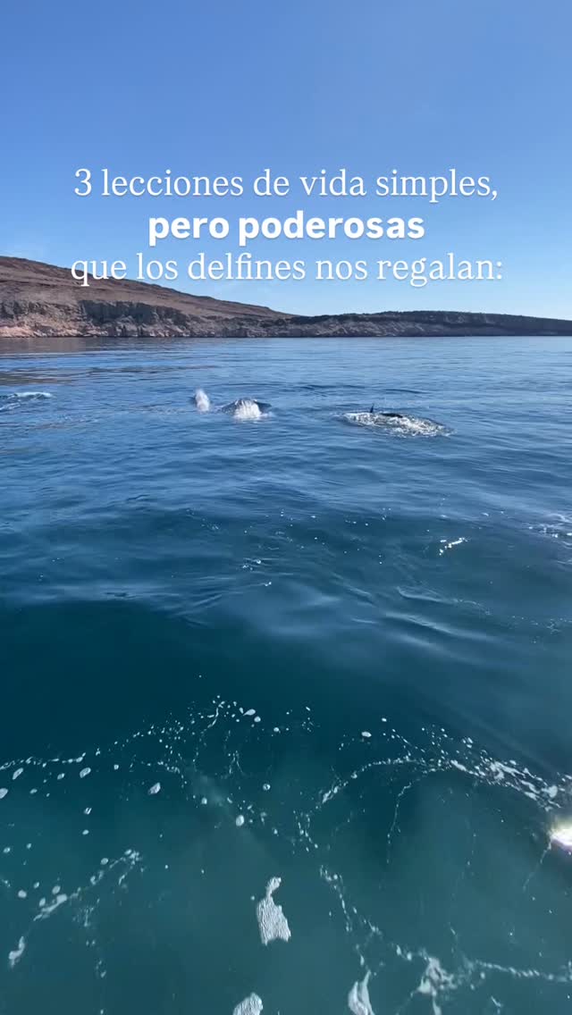 A veces basta con mirar cómo viven los delfines para recordar lo que realmente importa: la conexión, la empatía y la forma en que se mueven por el mundo sin prisa, pero con propósito. 🐬
El océano tiene sus propias formas de enseñarnos… solo hay que saber escuchar. ¿Qué lección agregarías? 🙌🏼
— ENG —
Sometimes, just observing how dolphins live is enough to remind us of what really matters: connection, empathy, and the way they move through the world without haste, but with purpose. 🐬
The ocean has its own ways of teaching us... we just have to know how to listen. What lesson would you add? 🙌🏼
-
-
-
-
-
#proyectocetaceo #conservacionmarina #delfinesmexico #vidamarinamx #delfineslibres #biodiversidadmarina #maresmexicanos #cienciaciudadana #bioindicadores #conservacionmexico #emptythetanks #costasmexicanas #salvemoseloceano #exploracionmarina #educacionambiental #faunamarina #investigacionoceánica #freedolphins #maresaludable #protegelosmares