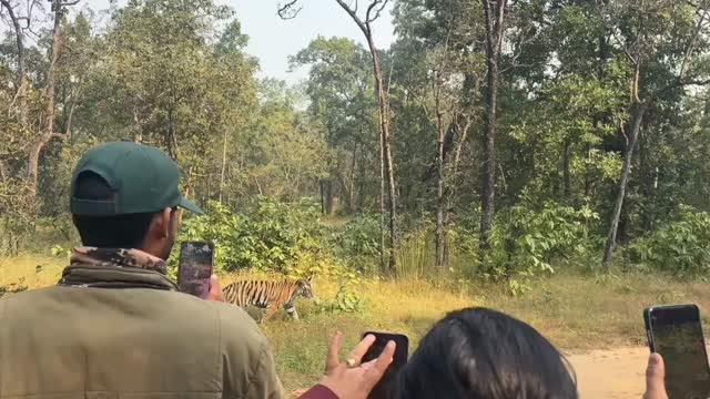 9Th Morning Safari at Sanjay Dubri Tiger Reserve. VC- Nandan Chaudhary