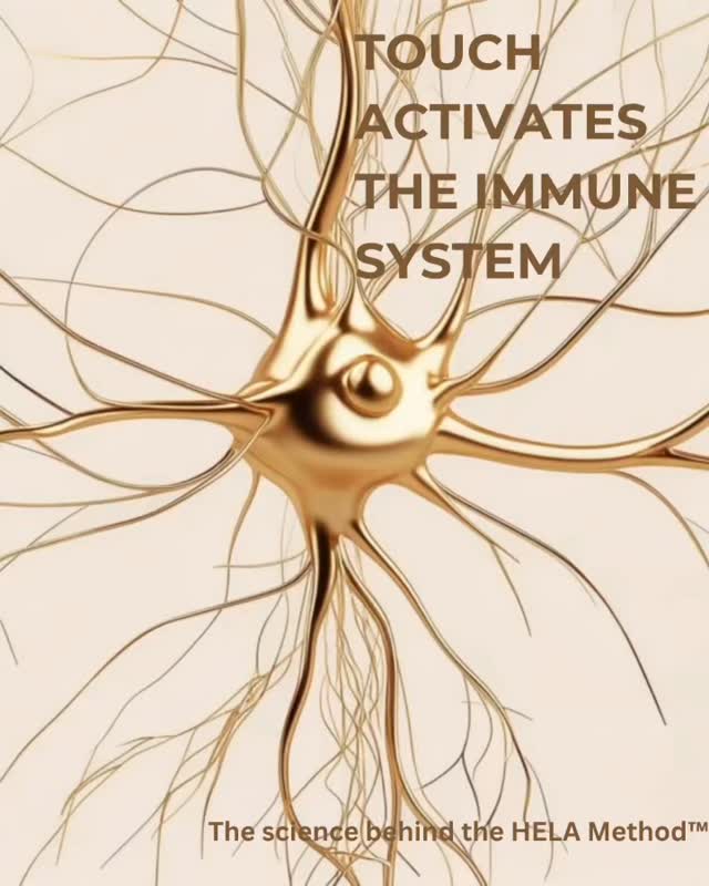 Most parents spend thousands on detox programs, gut repair, supplements, and functional medicine… but almost no one knows this:
Touch is one of the strongest immune activators in the body.
The right tactile input can activate immune cells, reduce inflammation, improve detoxification, and signal the body that it is safe.
And when safety returns, everything changes:
• nutrient absorption improves
• digestion stabilizes
• growth becomes possible
• muscles and bones strengthen
• the whole body reorganizes
This is why so many children finally begin to absorb food, grow, and regulate after this work.
This is the power of touch-first reflex integration—
not inhibition,
not exercises alone,
not gut protocols first.
Safety → Immune Function → Development.
If you want to learn this work:
DM “LEVEL 1” to join the practitioner waitlist.
#reflexintegration #neurodevelopment #immunesystem
#nervoussystemregulation #tactilesystem #helamethod
#brainreconnection #pediatrictherapy #childdevelopment
#sensoryprocessing #functionalneurology #autismtherapy
#holistichealing #pediatricimmune #touchtherapy
#somatichealing #healingpathways #neuroscience