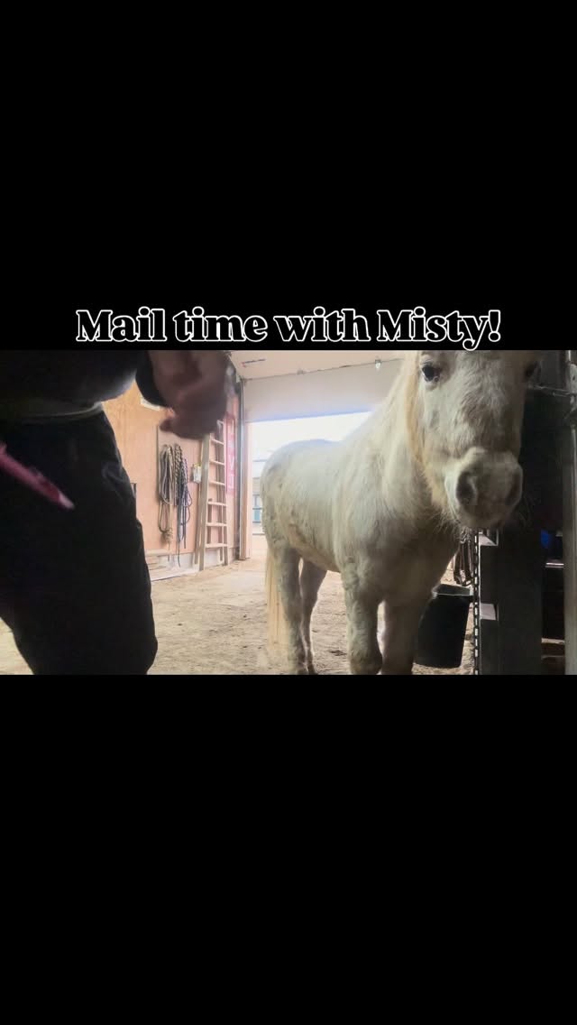 💌 We received a beautiful surprise!
With Misty’s help, we opened a pink envelope to find a $3,500 donation that will help us finish barn renovations and care for our 18 sanctuary horses this winter. 🐴❄️
Thank you for believing in our mission of Humans Healing Horses, Horses Healing Humans™. 💞
#HosannaHorseHaven #H3EquineTherapy #HorsesHealingHumans #CommunitySupport #Gratitude #HorseRescue #therapeutichorsemanship