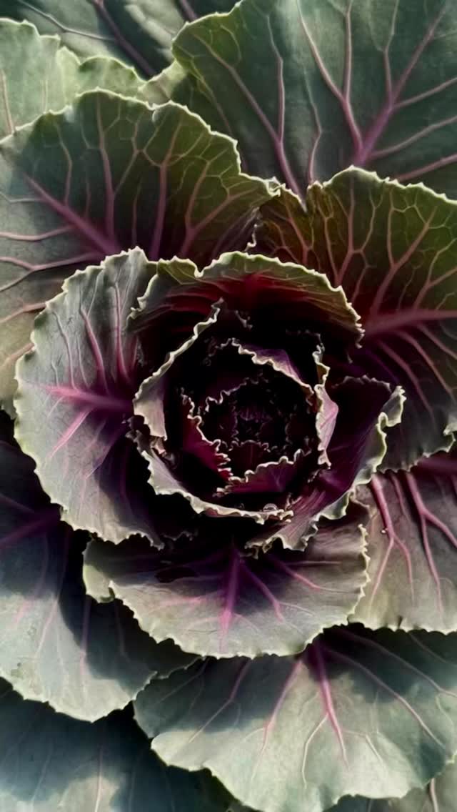 Crisp air, don’t care 🪴#fallseasonvibes #hgp380 #homegrownplants #decorativecabbage #decorativekale
