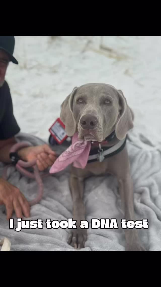 DNA Don't Lie🤣🤣Join us at DOGAROOO — the Ultimate Dog Convention! 🐾🐕🐩
Mark your calendars 🗓️ March 6–7, 2027 at the @pasadena_conventioncenter in Pasadena, CA! This is the can’t-miss event for dog lovers everywhere. 🐶✨
Here’s what you & your pup can look forward to:
✨ Vendors & Sponsors with treats, toys, food & must-have products
🎓 Meet & learn from some of the world’s top dog trainers
🏡 On-site adoption area in partnership with local shelters ❤️
👑 Dog costume contest + “Best in Show” competition
🌳 Dog park, pet games, dog art, fashion and fun for the whole family
Our mission at Dogarooo Convention is simple: create the ultimate experience for dog owners while helping pups across California find their forever homes. 🐾
🐕💼 Interested in sponsoring or booking a booth? Email us through the link in our bio today!
📍 Pasadena Convention Center
📅 March 6–7, 2027
#Dogarooo #DogConvention #pasadenadogs #DogParents #DogsOfInstagram #amazonpets #amazondogs #convention #conventions #rescuedogsofinstagram #dogevent #dogreels #doginfluencer #doginfluencers #doginfluencersofinstagram #dogtoysofinstagram #petexpo #funnydogvideos #dogtraining #dogtrainers #dogtreat #funnydogs #funnydog #losangelesdogs #weimmoments #doginfluencersofinstagram #funnydogreels #weimaraners #weimaraner #weimsofinstagram #weimaddict #weimaraner
