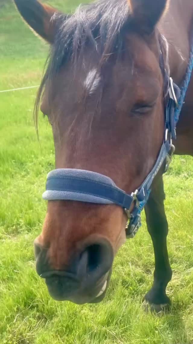 The many faces of Woof&Hoof 🐶🐴🩷
#dogmassage #caninemassage #equinemassage #horsemassage #cranialsacraltherapy #energyhealing #macedonranges #woofandhoofwellness