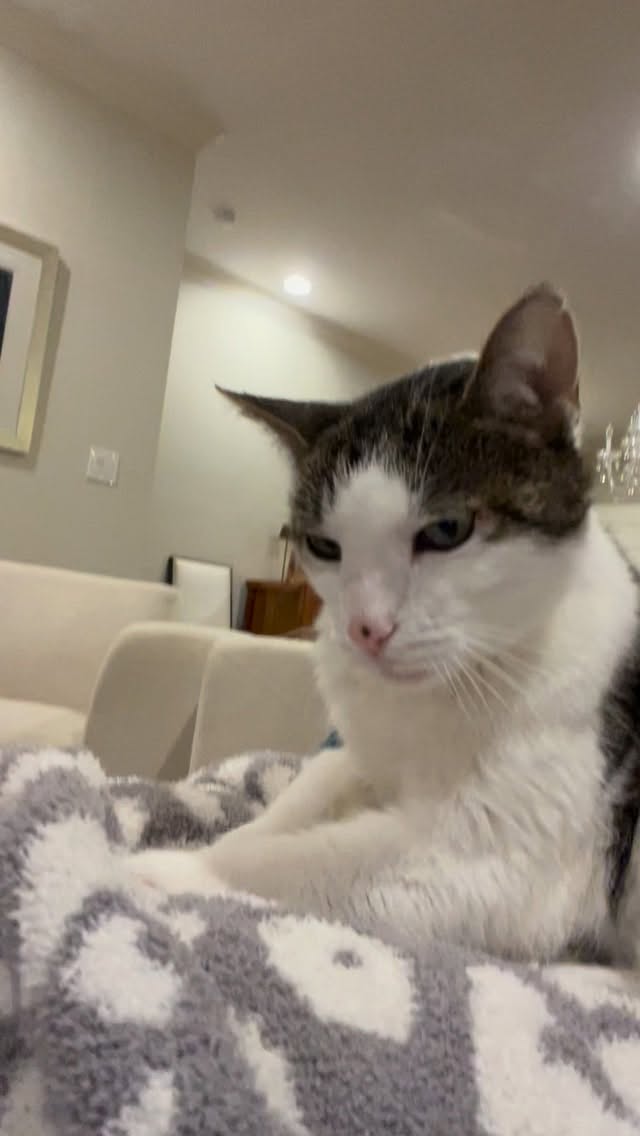 Biscuits and a head massage.
#petsitter #asheville #catsitter #bubbles #biscuits #purr #kittyasmr #asmr