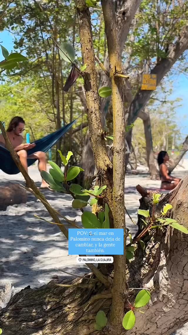 🌊El mar en Palomino cambia constantemente de humor, al igual que las personas que lo presencian.
🌊The sea in Palomino is forever changing its mood, and so are the people who witness it.
#palominoguajira #Colombia #LaGuajira #TravelColombia #BeachVibes #OceanView #Wanderlust #NatureLover #CoastalTown #CaribbeanSea #TravelReels #Explore #casacolibripalomino #HiddenGems #SouthAmerica #MarCaribe #PuebloCostero #ViajarColombia #Naturaleza #Paraiso #DescubreColombia #PlayasColombia #MagiaSalvaje #Caribe #Atardecer #Amanecer #puravida