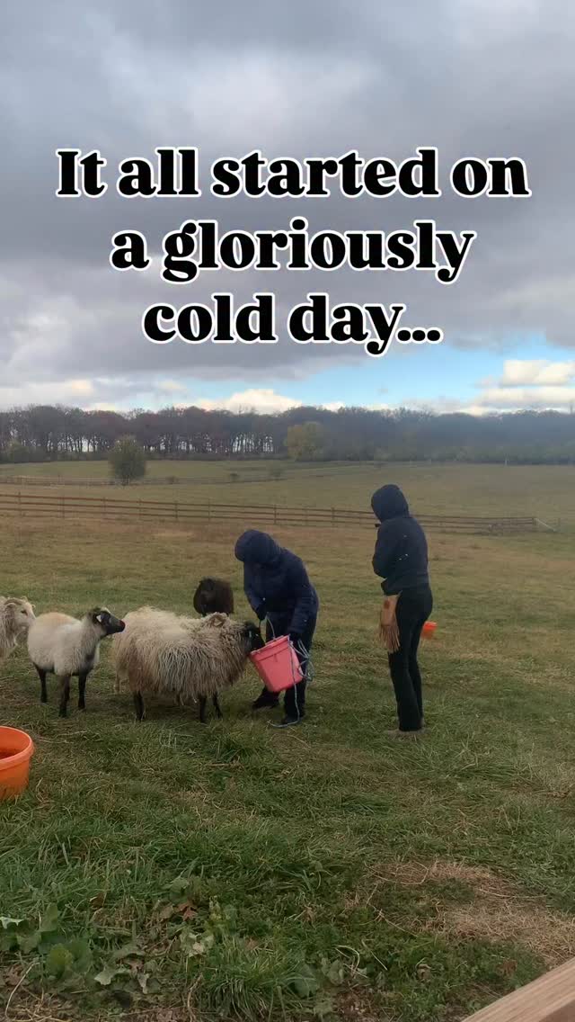 I think the project is actually on its second week, but I’ve been meaning to share. My lovely intern from Wheaton College, originally from San Diego, who came to visit two years ago this Spring, is in an animal behavior class this semester. She & her lab partner created a project on halter training. When she asked to try implementing it on my flock, I said absolutely.
In the last few years, largely as a result of seeing Susan’s @aldercreekranch1 methods, I have been prioritizing haltering. This is also a direct reaction to my youngest leaving for college & my husband traveling for work. This breeding season alone, haltering has saved my body. I moved 34 mature ewes & 8 rams into breeding paddocks spread ALL over. I wish I could say it was a system of chutes & gates, but it’s far more simplistic. I haltered & walked them where they needed to go. This was easier with some than with others, but they all cooperated to the extent that I could do it without help. I see this as becoming more important, not just for my back, but for being able to shear, milk, doctor, lamb, or trim feet.
I always felt that if they were bucket trained & good listeners; if I could easily call them to move between pastures, than that was enough, but I’ve shifted my way of thinking. Being a solo shepherdess is a lot of work & if small changes in my methods can ensure that I can do it for longer? Well, sign me up!
After considering a fancy handling system, which I don’t have, or paying for a second pair of hands, which I don’t have as often as I used too. I have decided that halter training is high on my priority list.
Currently it’s her lab project, with cited work to support the hypothesis. I love this & I’m looking forward to seeing it evolve!! If you feel the same, drop a comment & I’ll give updates. I’d love to see her make a video. It’s worth noting that neither of these students have any background with sheep, livestock or farming… so if they can halter train one of the wildest breeds of sheep 😉 then we can all figure it out. If you have ever tried halter training untamed lambs… you won’t find the music choice dramatic! 😅 & it felt like 12 degrees outside.
#icelandicsheep