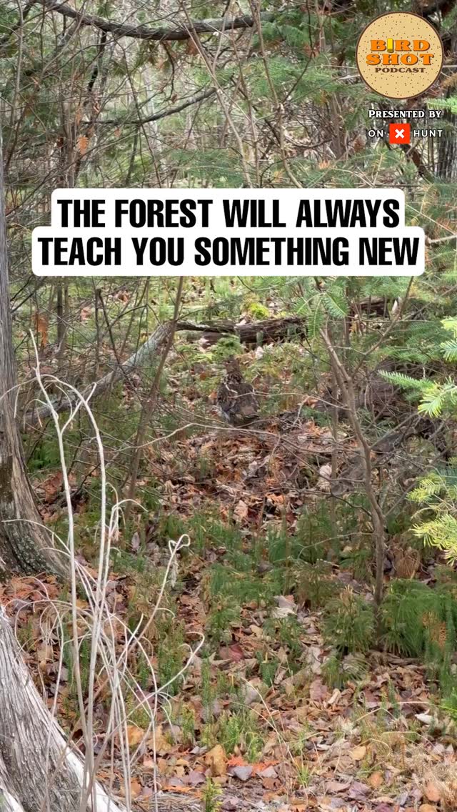 Grouse cover isn’t picked, it’s explored.
In this episode of The Birdshot Podcast, host @nilarson13 sits down with guest Brady Martin for a deeply informative Q&A on grouse and woodcock hunting.
🎧 Listen to the full episode, link in bio
#uplandhunting #birdhunting #grousehunting #woodcockhunting #publiclandhunter #birdshotpodcast #huntingstrategy #wildbirdhunting #coverts #escouting #dogtraining