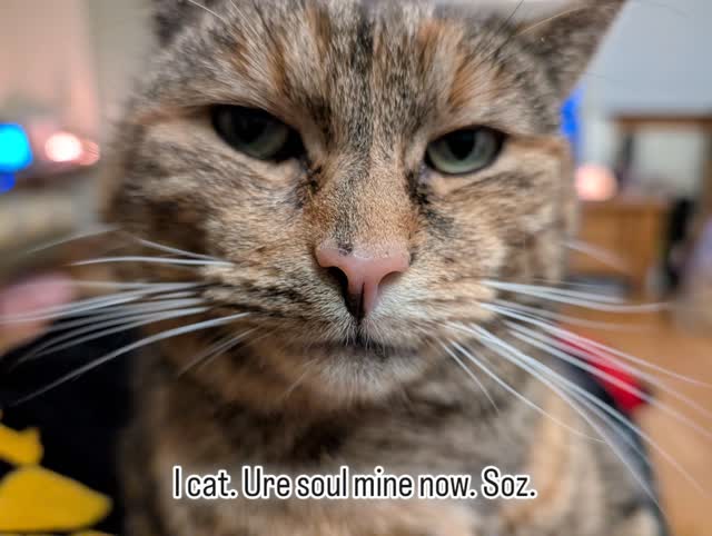 When you're nice and warm from eating dinner, what you need is a cat, heating you further and staring into your soul...
😼👀
#catsofinstagram #catscatscats