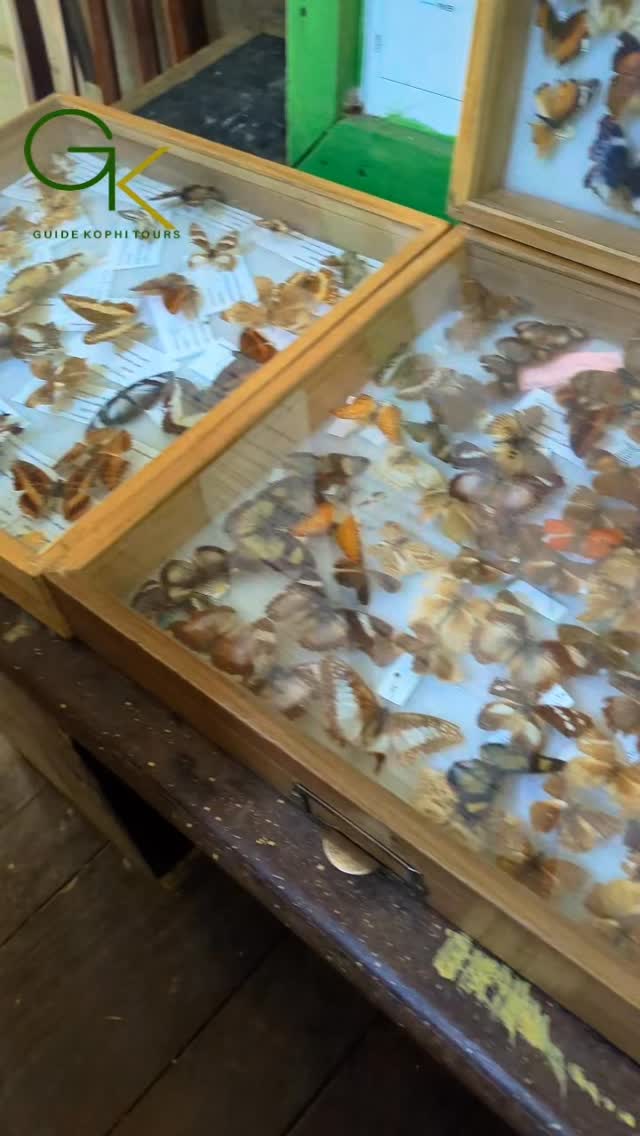 One Activity you must do in Kumasi is visiting the Bobiri Butterfly sanctuary. #ghana #fypシ❤️💞❤️ #fypppppppppppppppppppppppppppppppppppppppppppppppppppppppppppppppppppppp #travel