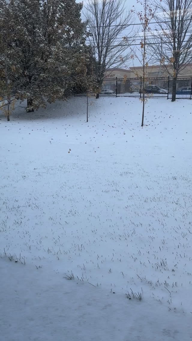 ❄️ First snow in Toronto! While the world outside turns white, our dancers bring warmth and energy inside the studio. 💪 #FirstSnow #WinterInToronto #balletschool #ballet #danceschool #balletstudio #dance #芭蕾舞學校 #芭蕾舞 #dancestudio #balletstudent #contemporarydance