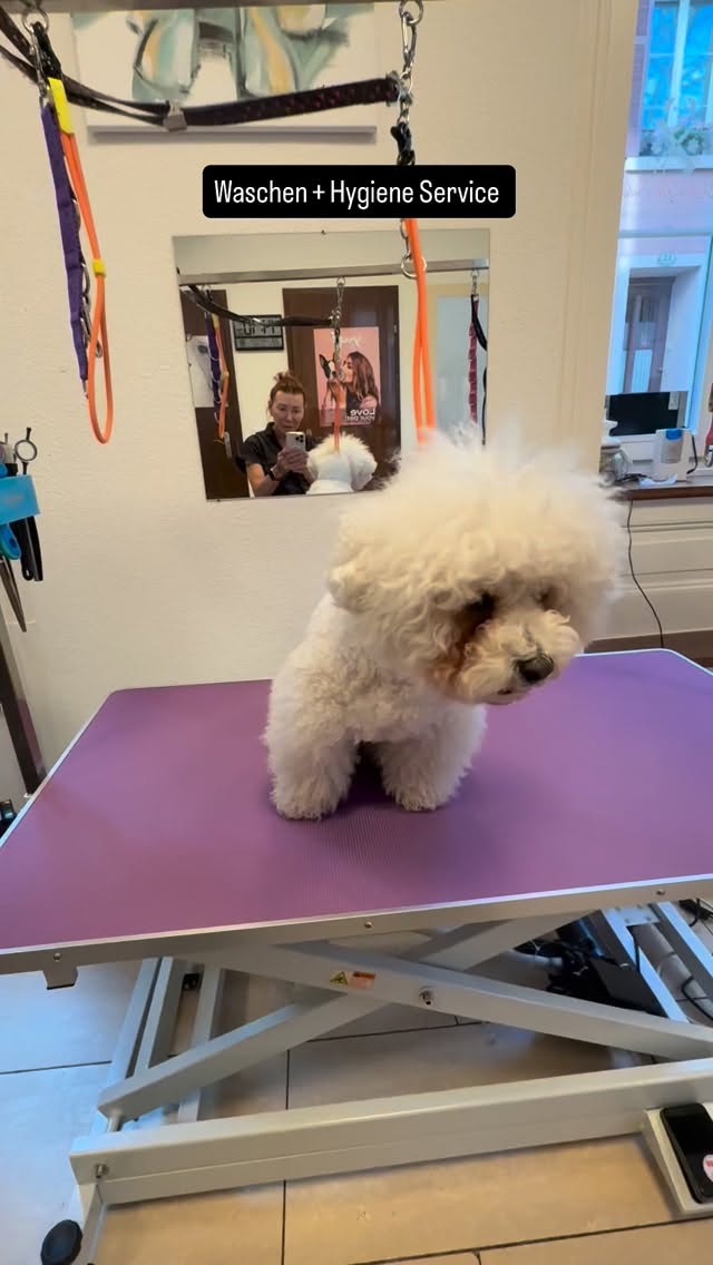 #grooming #hundesalon #grooming_luzern #luzern #bishonfrise #bishon