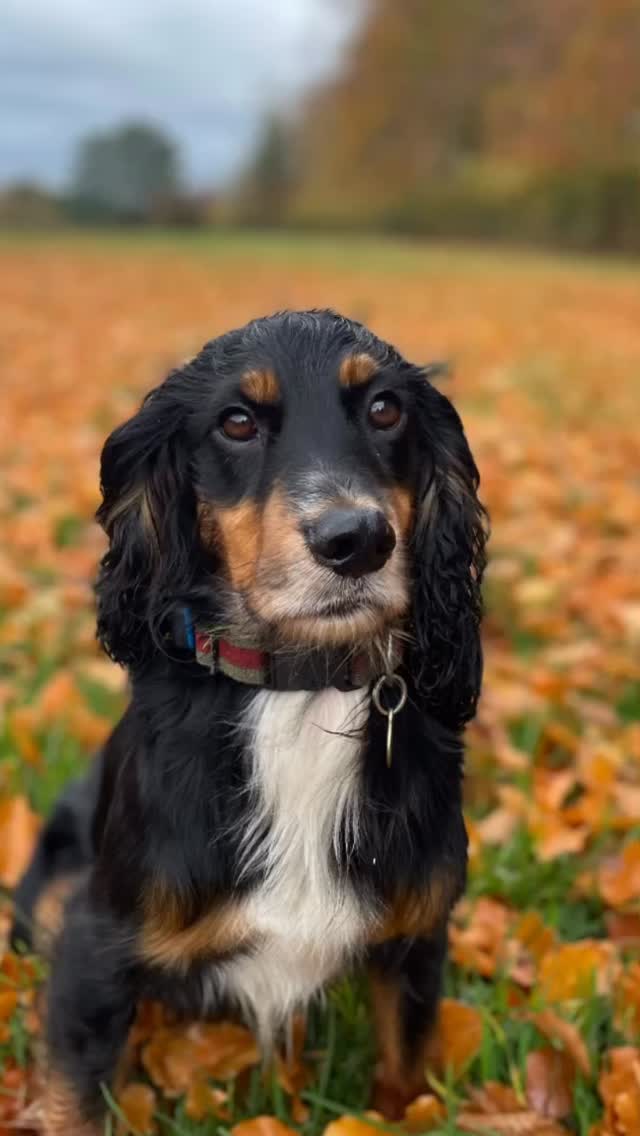 Don’t our Autumn leaves look like cornflakes? Here’s Mr Jester striking a pose among all@that gold 🥰🥰