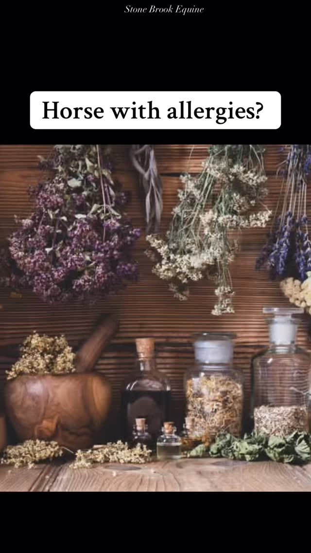 Allergies can be miserable, but nature can offer gentle support.🍃
Here are a few herbs that may help bring relief:
✨ Nettle – A natural antihistamine that supports clear airways and healthy skin.
✨ Spirulina – A powerhouse algae that helps calm inflammation and balance immune responses.
✨ Burdock Root – Supports the liver and skin, helping your horse detoxify and reduce allergic reactions.
✨ Mullein – Soothes the respiratory tract, great for horses sensitive to dust or pollen.
✨ Rosehips – Packed with vitamin C and antioxidants to support immune resilience.
Remember that every horse is different. Allergies can come from feed, insects, or environment, so always address the root cause and consult your nutritionist before adding herbs.
🌿 Want to go deeper? Learn equine massage and acupressure at my Academy and discover hands-on ways to reduce tension, boost circulation, and support your horse’s immune system naturally.
🐴 Your horse deserves comfort from the inside out.
⭐️ Tap the link in my bio to learn more!
🌿 Follow for more horse care tips!
#equestrian #holistichealth #healingjourney #healer #herbalmedicine