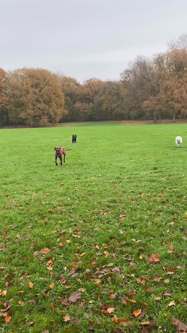๐ happy dogs op deze mooie maandag ochtend !!! Blijer kunnen we ze niet krijgen ! ๐
๐ถ Zaza, Gijs, Jarre, Lupo, Milo, Bo, Blue & Kibo
#hondenuitlaatservice #amsterdamsebos #uitlaatservice #uitgeraasd #maandag