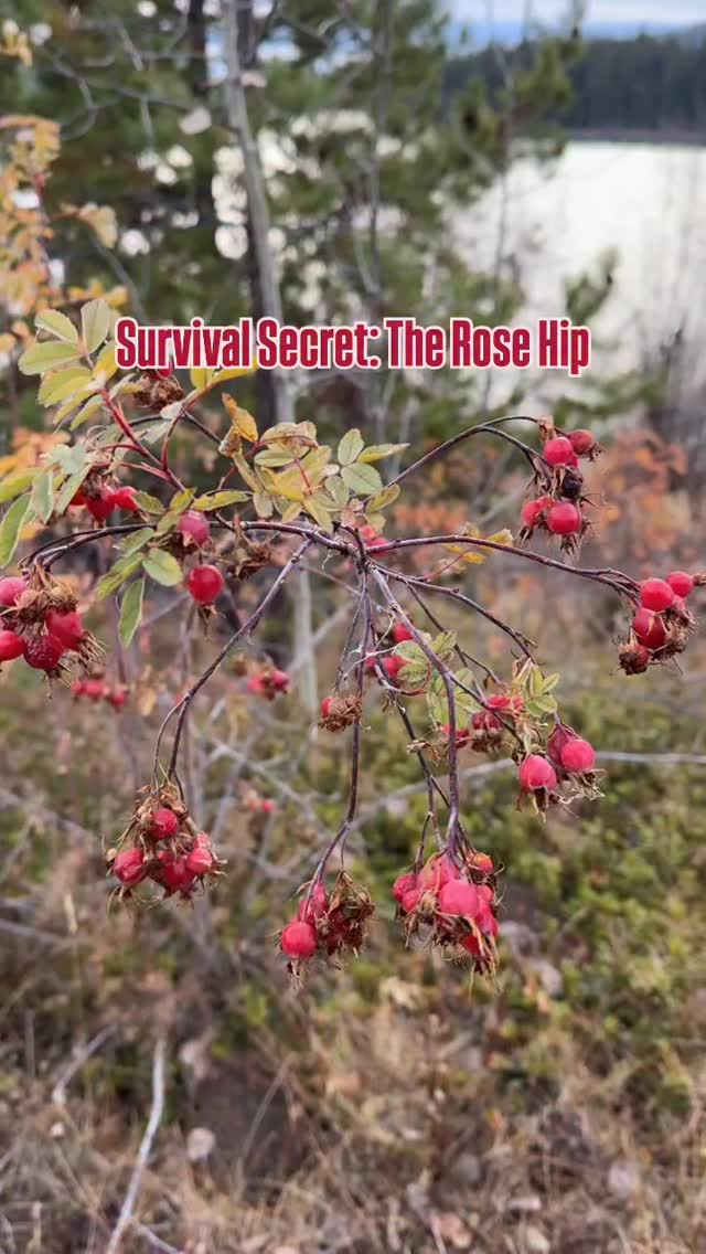 Stop scrolling! This tiny fruit is a survival powerhouse. The secret to winter wellness in the wild? The humble Rose Hip.
The 3 rules for harvesting rose hips… 👇
1. Positive ID is non-negotiable: Only harvest from confirmed Rosa species (wild rose bushes). All wild rose hips are technically edible, but never consume a berry unless you are 100% certain of its identity.
2. Wait for the first frost: Rose hips are at their sweetest and most potent after the first hard frost, which converts the starches into sugars. Harvesting before this means tough, sour hips. Tip: Harvest when they are deep red/orange and slightly soft, never rock-hard or green.
3. How to avoid the itch: The seeds inside contain tiny, sharp, irritating hairs. These must be removed before consuming the fruit pulp (by roasting, drying and sieving, or cutting and scraping the fruit pulp)
Follow us for more wild food secrets and survival tips!
#outdooreducation #landbased #natureschool #survivaltips #survivalist #wildfood #foraging #plantid #plantidentification #rosehip #rosehiptea #survival #landbasedlearning #wintersurvival #survivor #wildernessnation #wildedibles #saymagazine