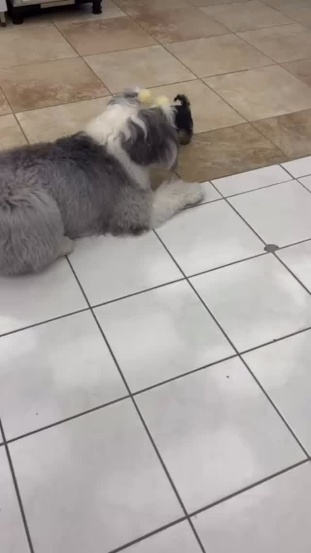 Palmetto Animal Clinic
📲305-824-9990
📍1919 W 68 St. Hialeah, Fl 33014
🌐Website:
https://www.palmettoanimalclinic.net
#palmettoanimalclinic #florida #miami #hialeah #veterinarymedicine #vettech #vetmed #PalmettoAnimalClinic #NewPatient #FurFamily #WelcomeLittleOne