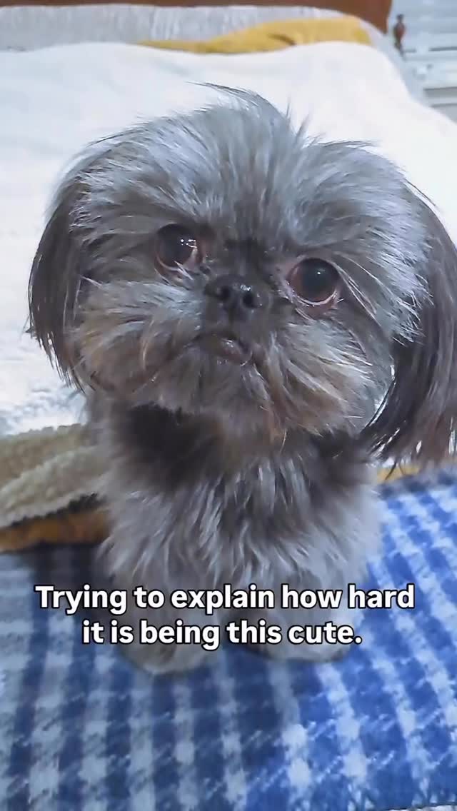 how is @itsmilomylove so cute though🤣