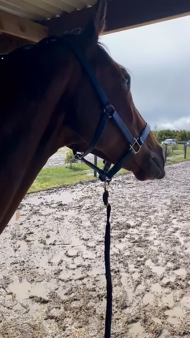 I think Margot is enjoying her first ever treatment with Minda 😁 welcome to the Woof&Hoof family Margot 🐶🐴🩷
#equinemassage #horsemassage #cranialsacraltherapy #energyhealing #macedonranges #woofandhoofwellness