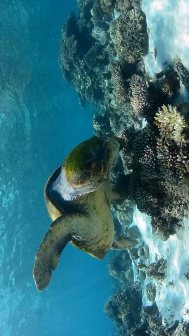 One of those swims where time disappears 💙
See you soon Coral Bay 🐠
#coralbay #ningalooreef #loggerhead #oceanecoadventures #visitningaloo #australiacoralcoast