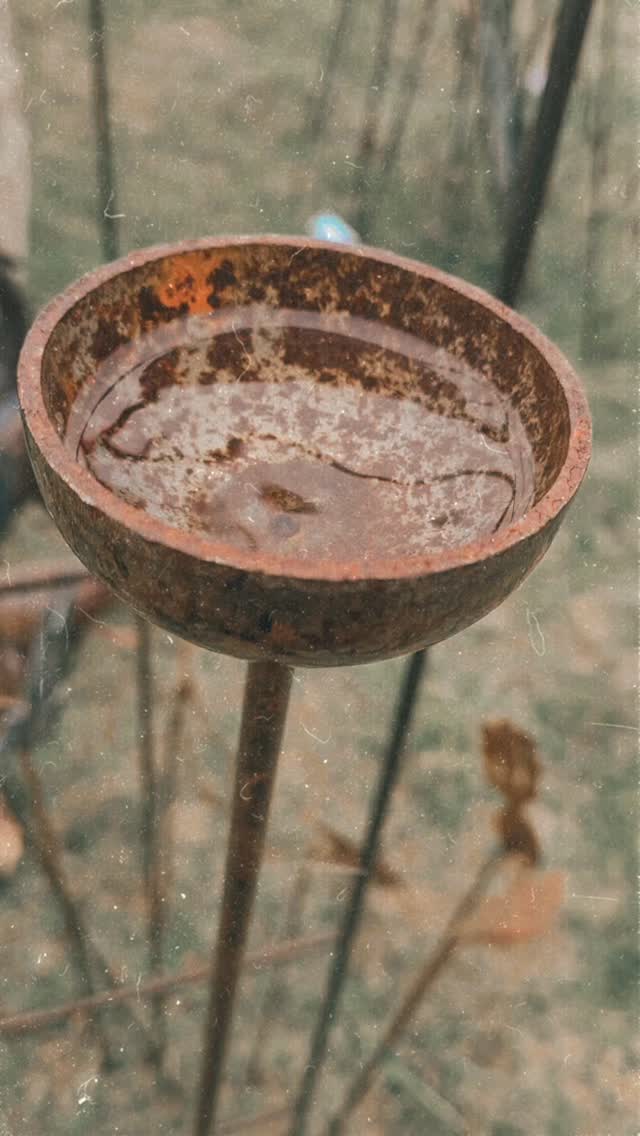 I will let you decide whether I nailed it or not.
I love that these raincatchers come into their own in the wet weather and are a great way to get more insects and birds into your garden. A splashingy good garden addition for yourself or a loved one.
#raincatcher
#smallbusiness
#cottagecore
#cottagegarden
#rusticdecor