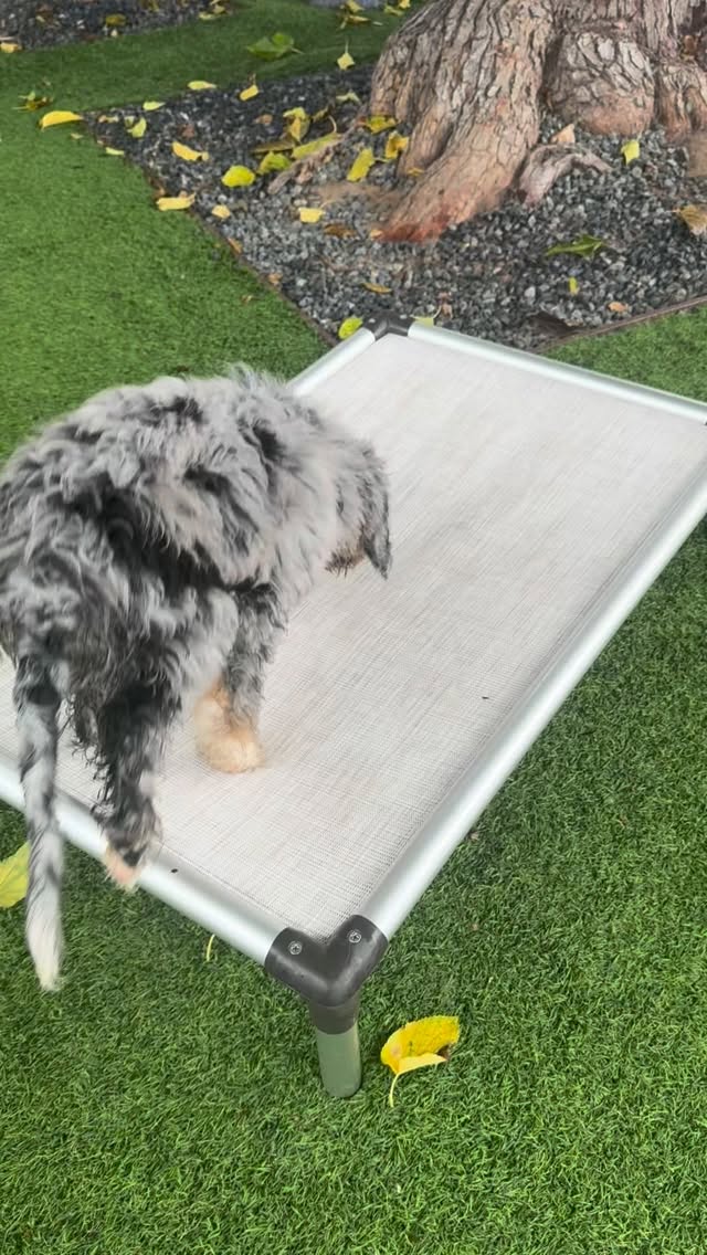 #dogtrainer #dogtraining #puppytraining