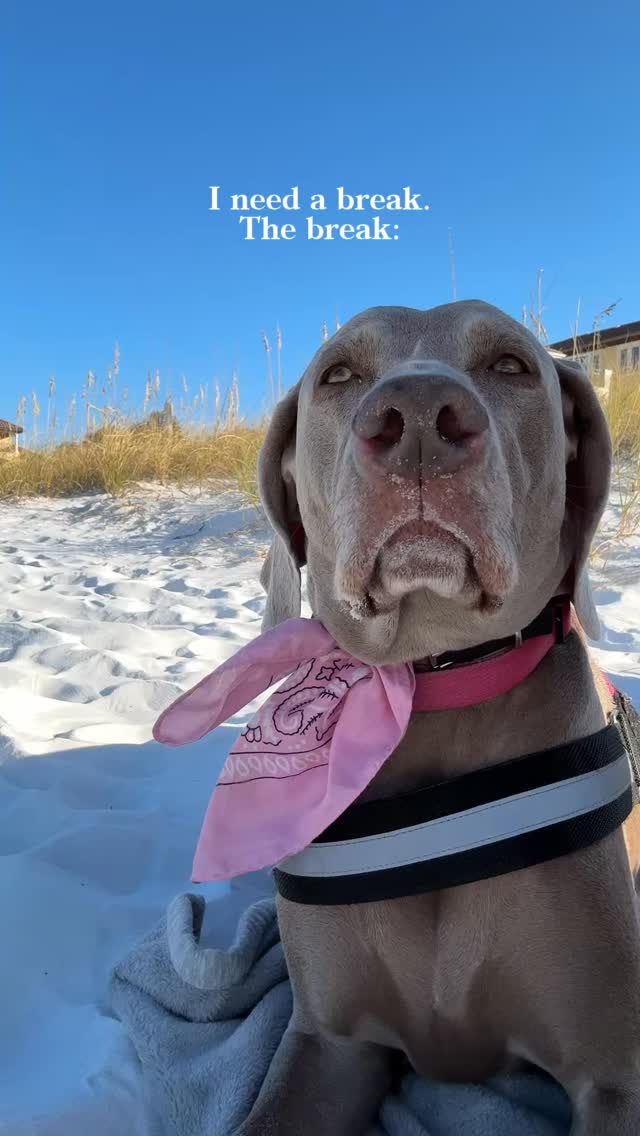 who else feels so much more relaxed just being with your dog?Join us at DOGAROOO — the Ultimate Dog Convention! 🐾🐕🐩
Mark your calendars 🗓️ March 6–7, 2027 at the @pasadena_conventioncenter in Pasadena, CA! This is the can’t-miss event for dog lovers everywhere. 🐶✨
Here’s what you & your pup can look forward to:
✨ Vendors & Sponsors with treats, toys, food & must-have products
🎓 Meet & learn from some of the world’s top dog trainers
🏡 On-site adoption area in partnership with local shelters ❤️
👑 Dog costume contest + “Best in Show” competition
🌳 Dog park, pet games, dog art, fashion and fun for the whole family
Our mission at Dogarooo Convention is simple: create the ultimate experience for dog owners while helping pups across California find their forever homes. 🐾
🐕💼 Interested in sponsoring or booking a booth? Email us through the link in our bio today!
📍 Pasadena Convention Center
📅 March 6–7, 2027
#Dogarooo #DogConvention #pasadenadogs #DogParents #DogsOfInstagram #amazonpets #amazondogs #convention #conventions #rescuedogsofinstagram #dogevent #dogreels #doginfluencer #doginfluencers #doginfluencersofinstagram #dogtoysofinstagram #petexpo #funnydogvideos #dogtraining #dogtrainers #dogtreat #funnydogs #funnydog #losangelesdogs #weimmoments #doginfluencersofinstagram #funnydogreels #weimaraners #weimaraner #weimsofinstagram #weimaddict #weimaraner