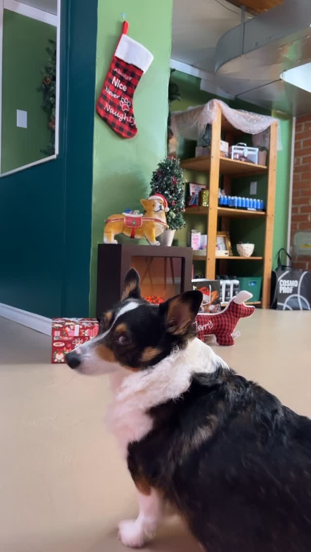 Gigi told me to put up her favourite decorations 🎁
#christmas #christmasdecor #corgi #corginstagram