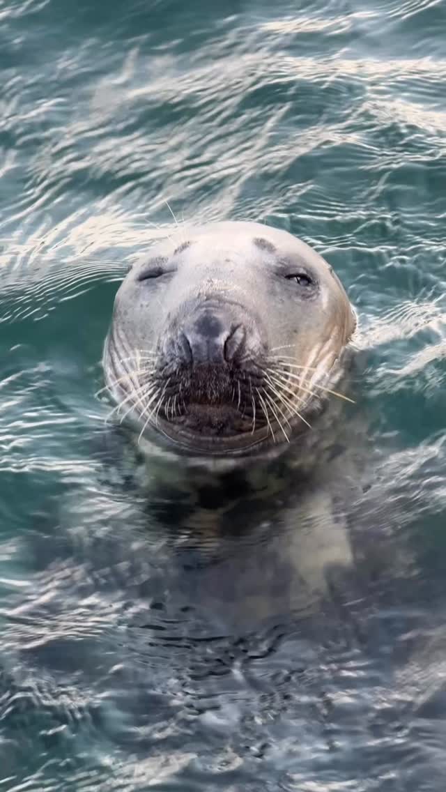 Hey 👋 🦭🌊🐬🐠 Great weather to explore Howth on our Coastal Boat Tour. Leave the land and harbour behind for 50 minutes and check out the wildlife and panoramic views with Harry and Maggi on Irelands Eye Ferries.
Tickets available in bio
#howthadventures
#thingstodotodayinhowth
#howthboattour
#funforallthefamily
#smallgroups
#bigadventures
#dogfriendly