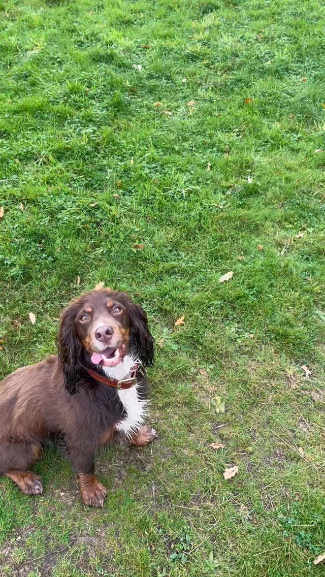 Controlled hunting is a brilliant way to exercise spaniels’ brains, and make the most of a short burst of training. Lengthy walks not needed when you can concentrate energy like this, eh Phoebe?! #spaniels #spaniellife #spaniellovers